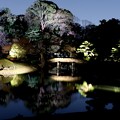 Photos: 自然光のライトアップの六義園