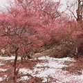 残雪と桜（高遠城址）