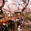 高遠城址の桜風景２