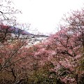 高遠城址の桜風景３