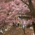 高遠城址の桜風景６