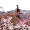 高遠城址の桜風景７