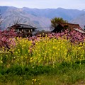Photos: 春の風景（一宮市）