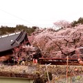 Photos: 吉祥寺の新羅桜
