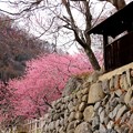 石垣と桃の花