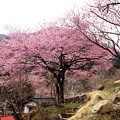Photos: 徳和の桜風景