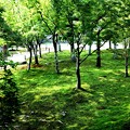 東福寺の苔の林の庭園3