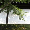 Photos: 東福寺　塀へのもみじ
