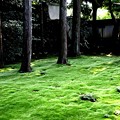 Photos: 栗棘庵の苔庭園１