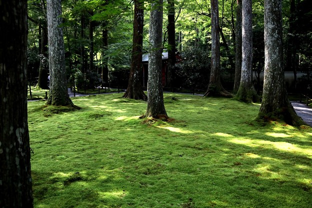 Photos: 三千院　苔の庭園１３