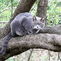 Photos: 木の上の猫
