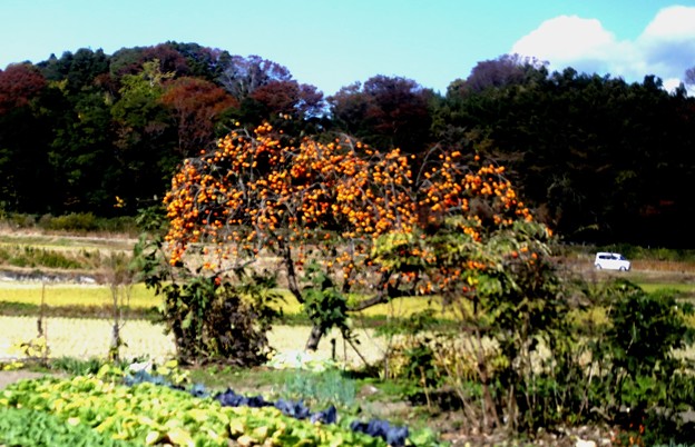 Photos: 柿の木風景