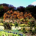 Photos: 柿の木風景