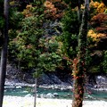 久慈川の紅葉風景