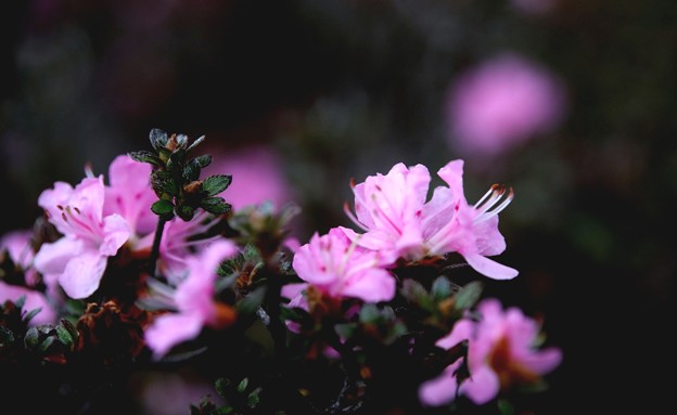 Photos: 躑躅の花