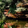 皇居内の池の紅葉