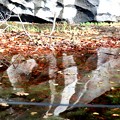 野外彫刻水への反映