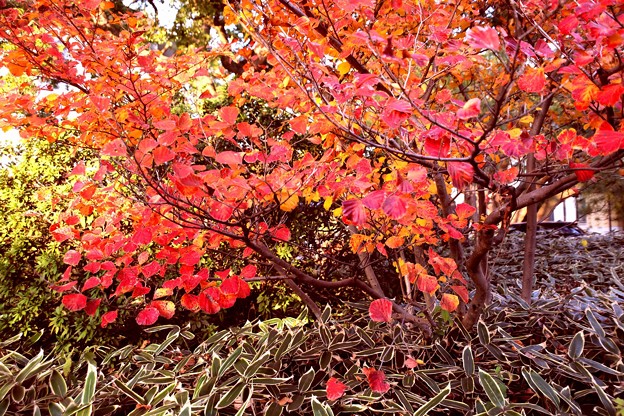 Photos: 鮮やかな紅葉