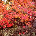 Photos: 鮮やかな紅葉