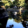 Photos: 皇居石垣と松風景
