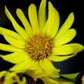 Photos: 黄色い菊