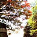 皇居石垣と紅葉２