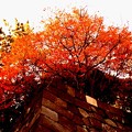 皇居石垣と紅葉