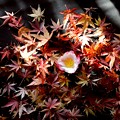 Photos: 落葉と山茶花一輪
