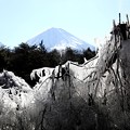 令和新年元日（令和二年）の野鳥の森からの富士山２