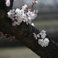 桜咲く（２０２００３２２）