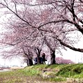 Photos: 伊佐沼の桜