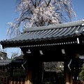 Photos: 長青寺の山門よりのしだれ桜