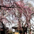 新光寺の桜風景