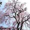 新光寺の枝垂れ桜