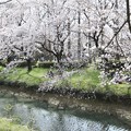 桜咲く（川越市）