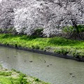 新河岸川の桜咲き始める