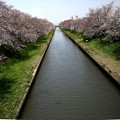 新河岸川の桜風景