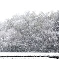 Photos: 降りしきる雪風景