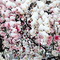 Photos: 雪の積もった源平桃の花