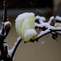 モクレンの花に雪
