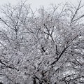 Photos: 開花桜のに雪積もる