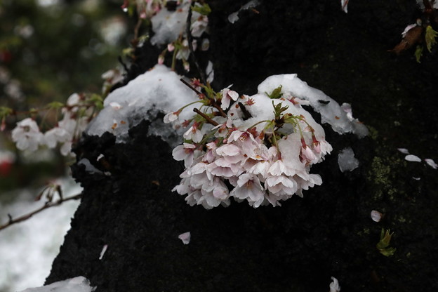 Photos: 胴咲桜に積雪
