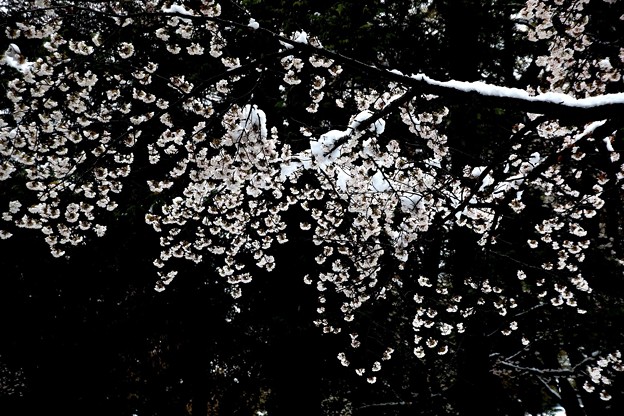 Photos: 満開の桜に雪積もる