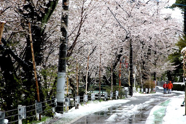 Photos: 東川満開の桜への雪風景