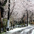 東川満開の桜への雪風景