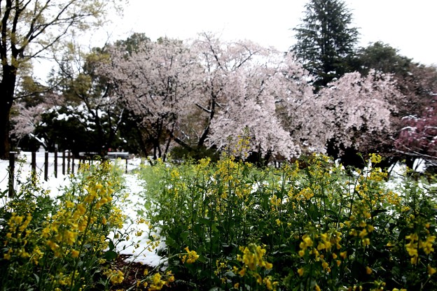 Photos: 積雪のなかの菜の花と桜