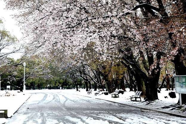 Photos: 所沢航空公園の桜と雪
