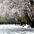 Photos: 所沢航空公園の桜と雪