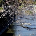 Photos: 川の桜風景
