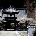 Photos: 春の西光寺